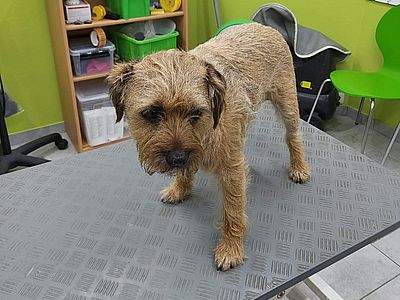 fell-issimo-Border-Terrier