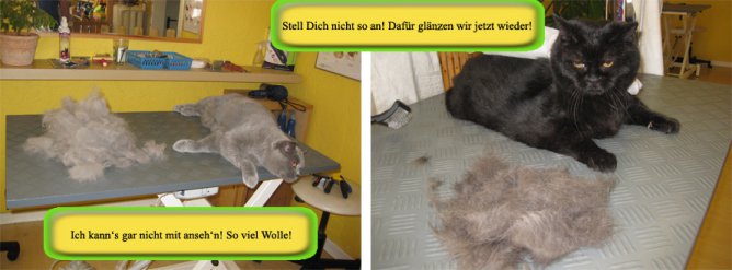 fell-issimo-Kartheuser-Katze