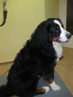 fell-issimo-berner-sennenhund