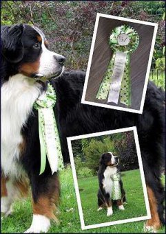 fell-issimo-berner-sennenhund