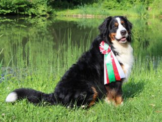 fell-issimo-berner-sennenhund