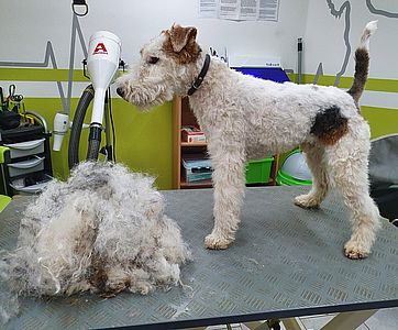 fell-issimo-trimmen-Drahthaar-Foxterrier