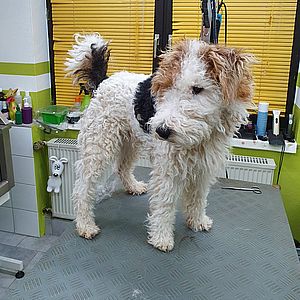 fell-issimo-trimmen-Drahthaar-Foxterrier